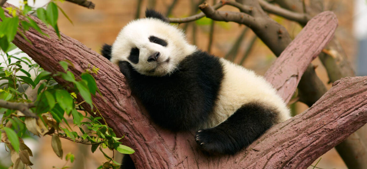 Panda Cuddler Seems Like The Greatest Job In The World Job Skills 
