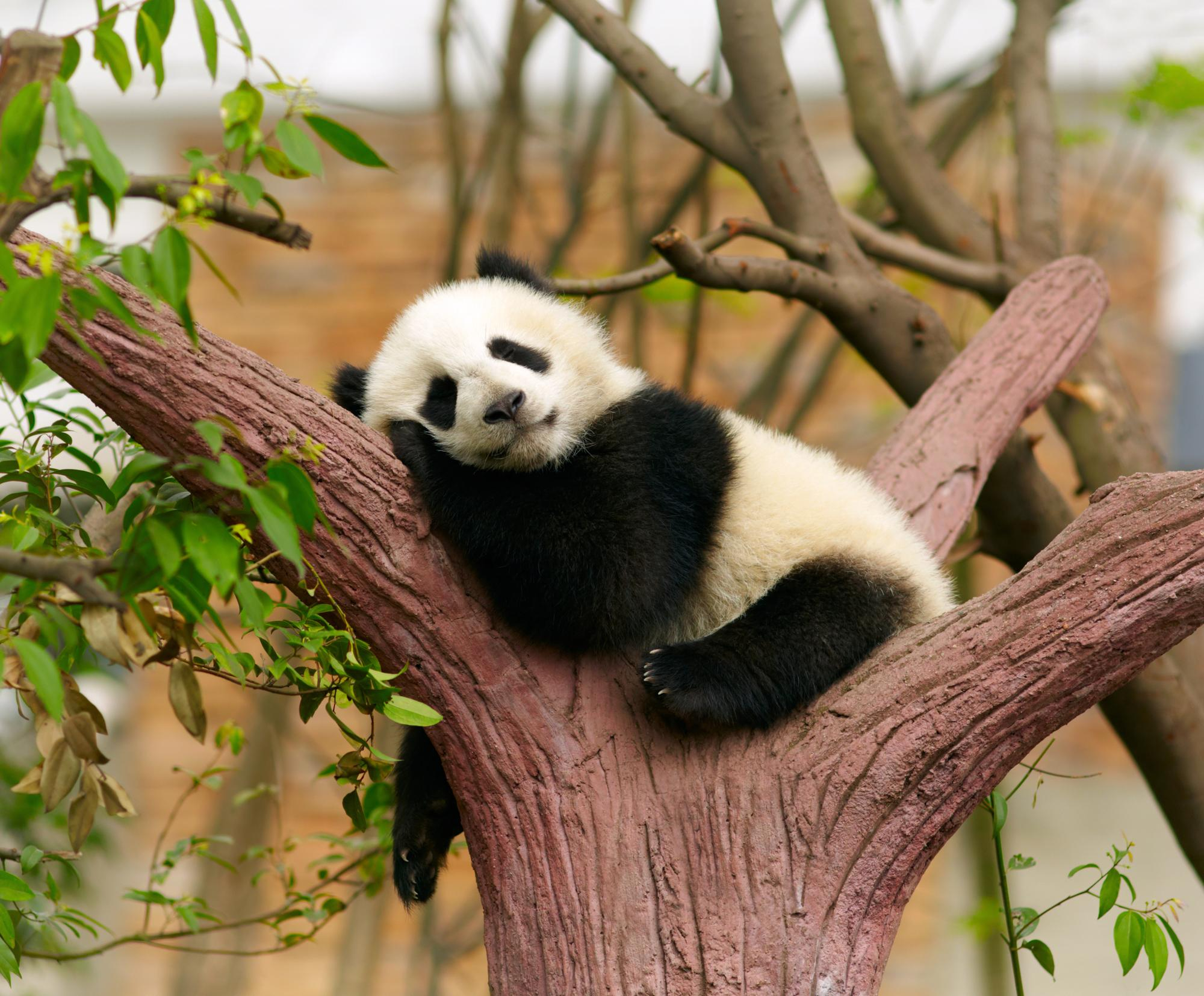 Panda Cuddler Seems Like The Greatest Job In The World Job Skills